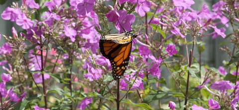 Visiting Monarch 2018